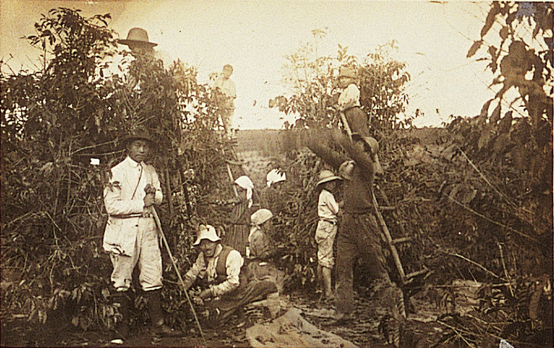 ブラジル移民とコーヒー栽培