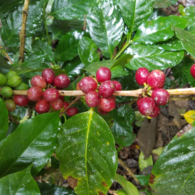 コーヒー生豆 ケニアピーベリー☆ハンドピック済み後の3kg