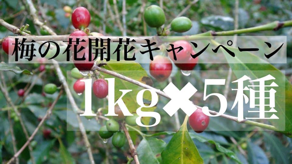 ★無農薬コーヒー生豆★  梅の花・祝開花キャンペーン　コーヒー生豆セット　合計５ｋｇ