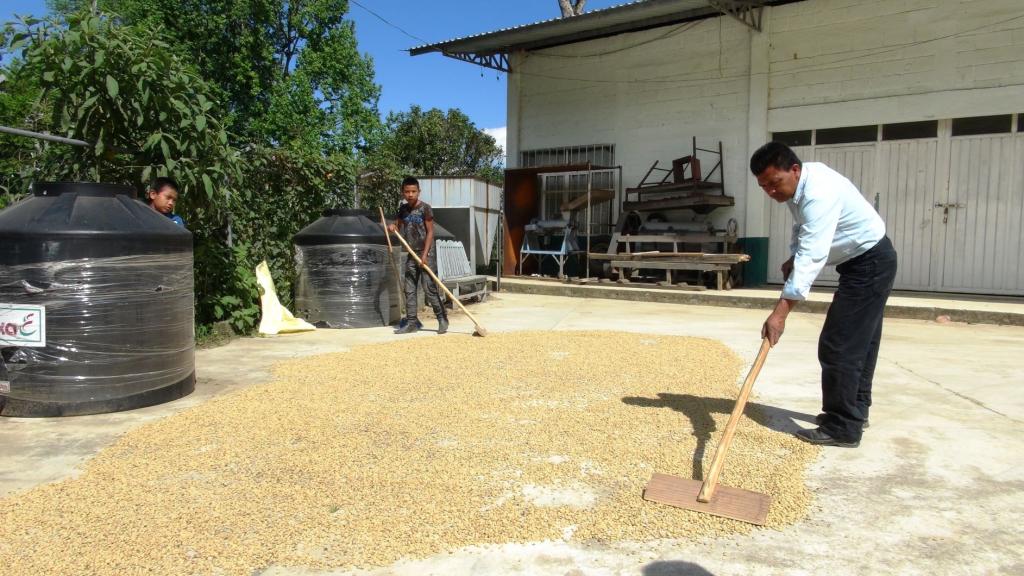 「第３章　コーヒーの生豆」③コーヒー生豆の生産処理