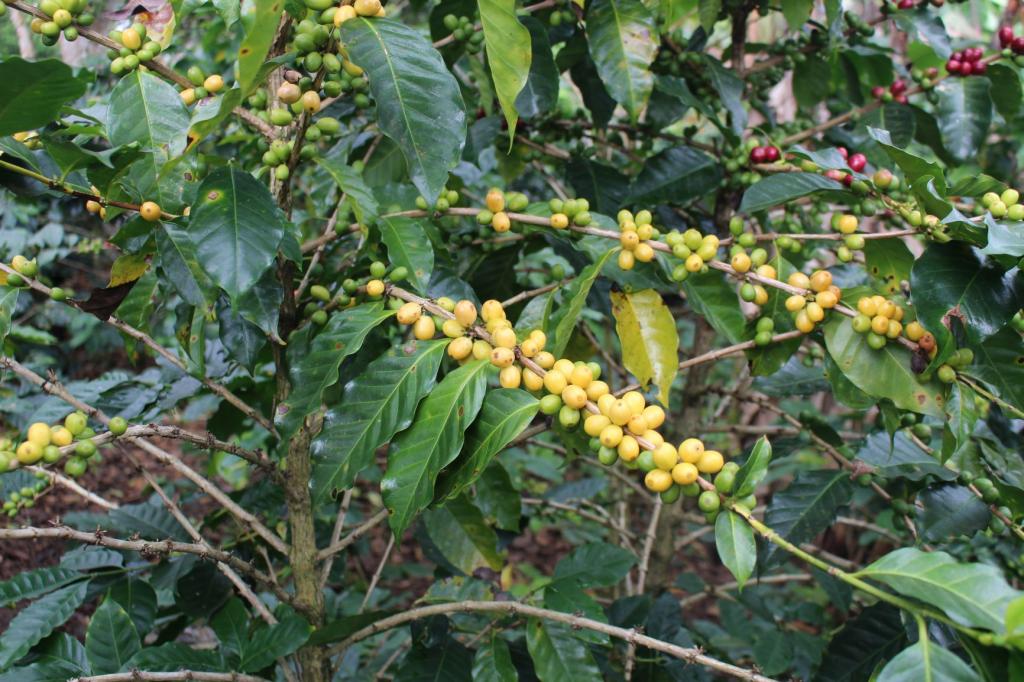 【番外編】メキシコで開発されたコーヒー品種
