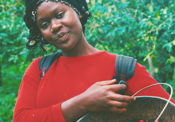 カメルーン ジャバ ジャイアントピーベリー ウォッシュ G1 入荷しました