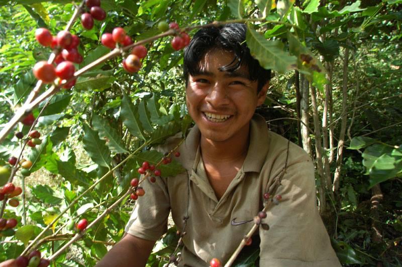 【DECAF is coming soon】待望の有機・無農薬カフェインレスコーヒー生豆入荷します！！！