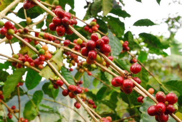 「第４章　コーヒーの栽培・生産過程」