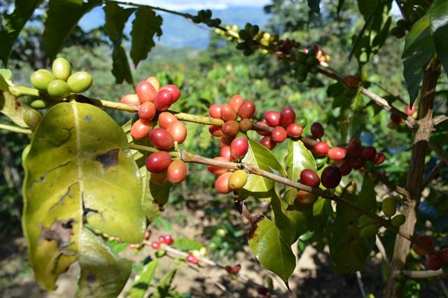 【新豆輸入コラム⑩】コーヒー新豆は１９日に入港します（８月１２日）＊遅延中
