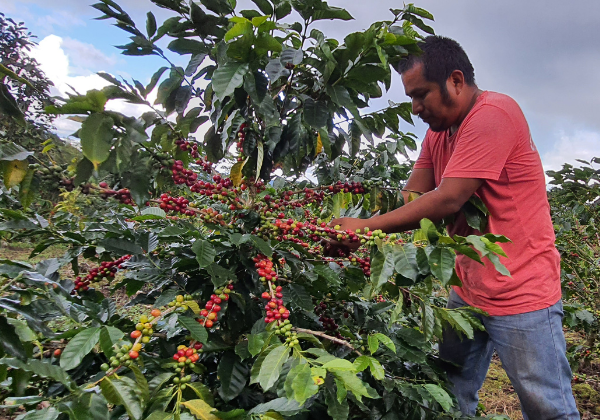 フェアトレード＆オーガニックコーヒー卸・小売 販売の「まだゆめの
