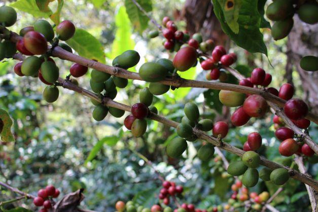 「第３章　コーヒーの生豆」②コーヒーの品種