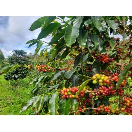 注意！「無農薬コーヒー」という表現はNG