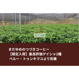 【限定入荷】最高評価ゲイシャ2種 ペルー・トゥンキマユより到着