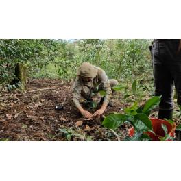 ペルー・フィンカ・エルパセール ゲイシャ90％以上保障 コーヒー豆　販売開始