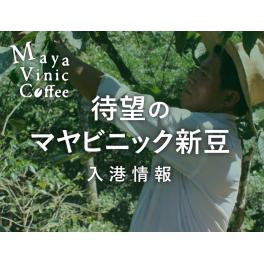 マヤビニックの新豆が入港します！