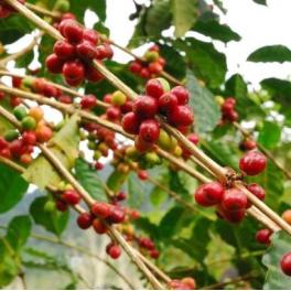 「第３章　コーヒーの生豆」①コーヒー生豆とは何か