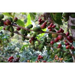 「第３章　コーヒーの生豆」②コーヒーの品種