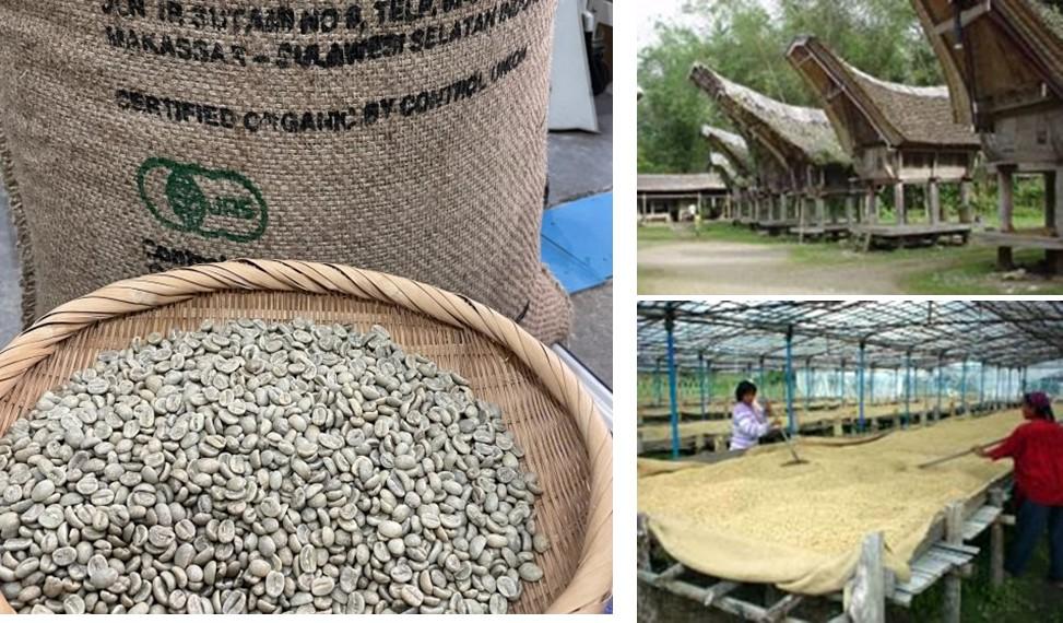 トラジャ入荷しました