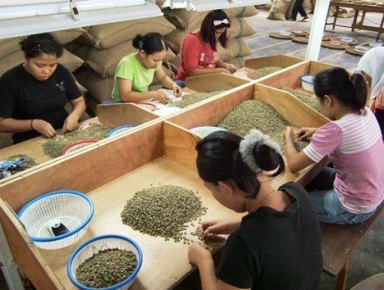 マンデリン生豆への小石の混入による当社の対応について