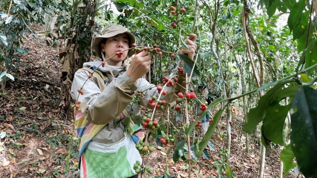 今後のコーヒー販売スケジュール(2024.1.7)