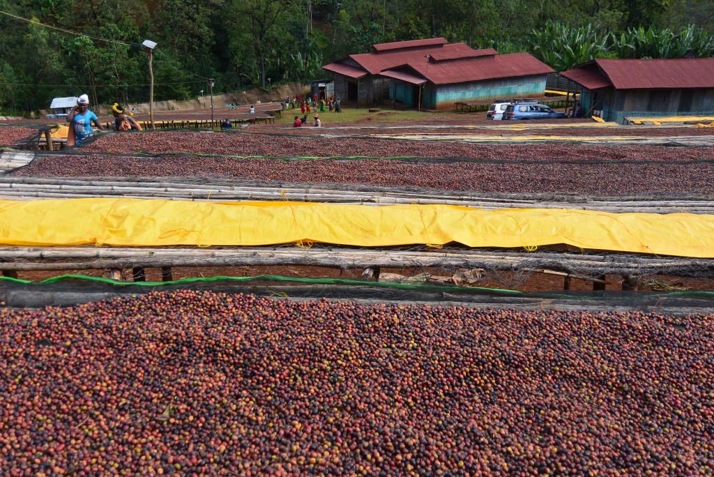 業務利用者専用 エチオピア イルガチェフェ アラモ ナチュラルG1 10kg 単位にて販売します