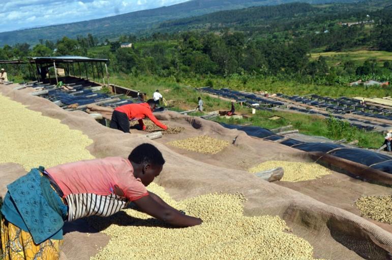 2024年7月分 定期便の生豆3種を解説します