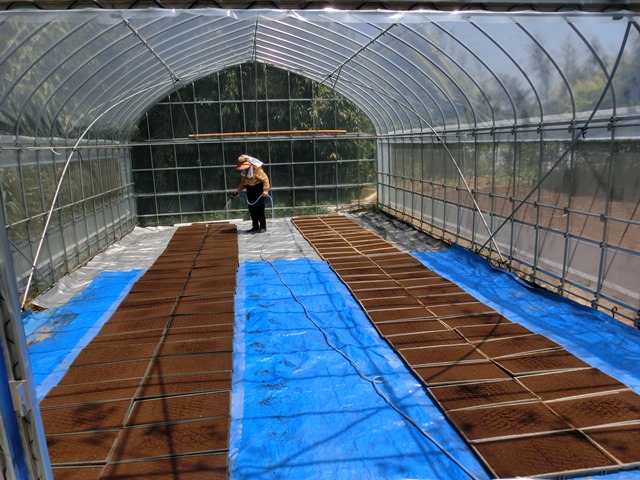 早くも秋の収穫が待ち遠しくてならない・・・