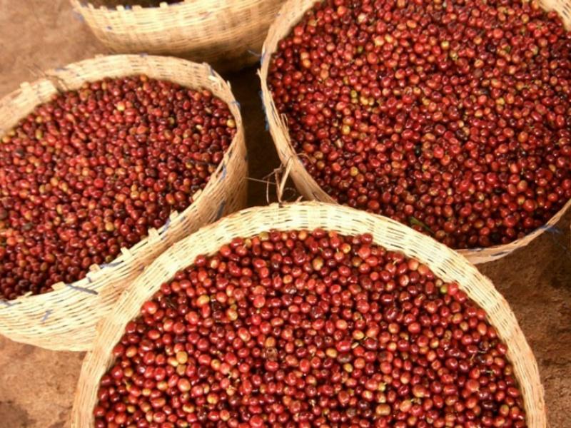 2024年9月分 定期便の生豆3種を解説します