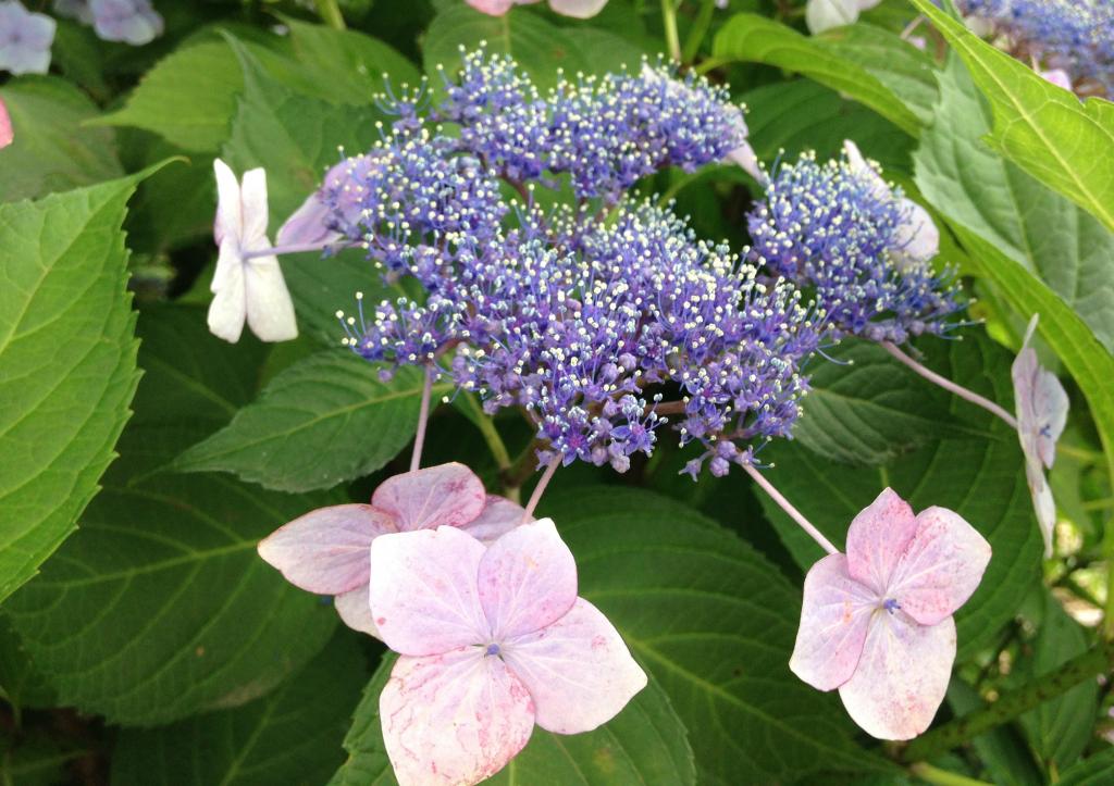 「認知症カフェ」ってご存知ですか?