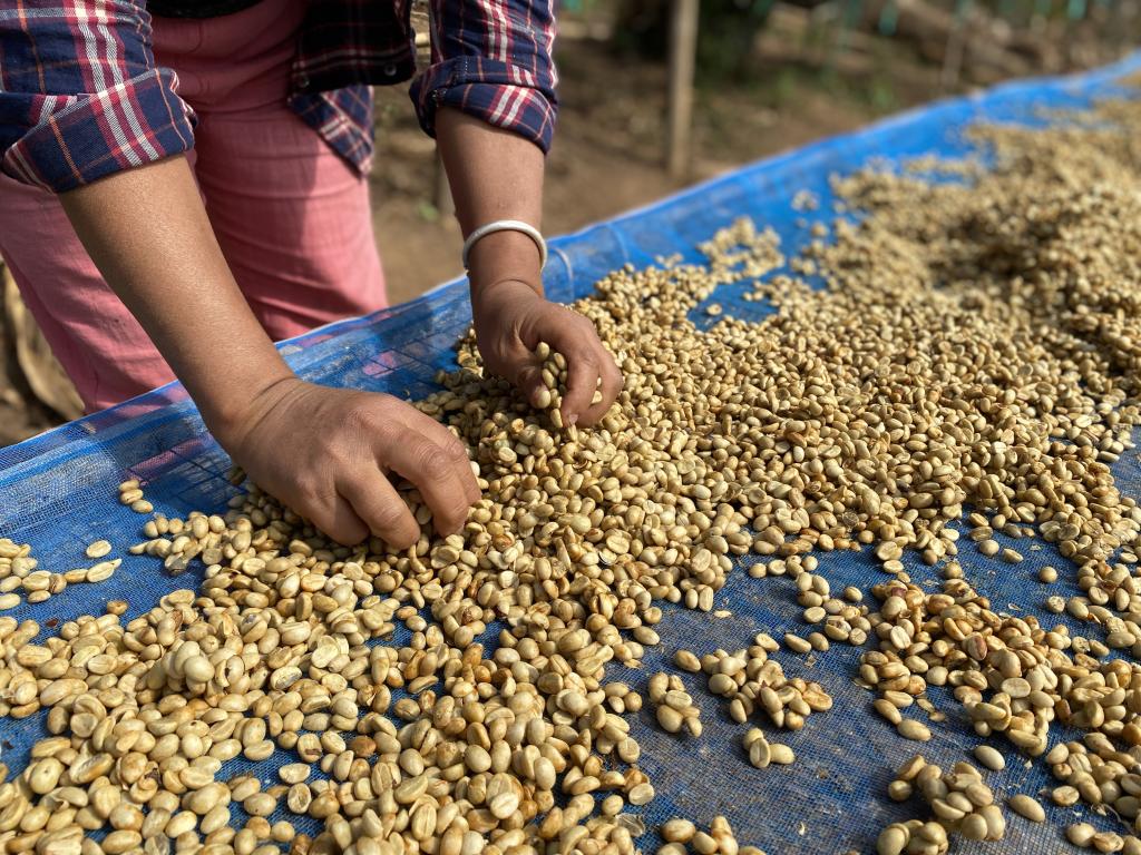 業者さん注目!! 人気の生豆がお得に購入できます