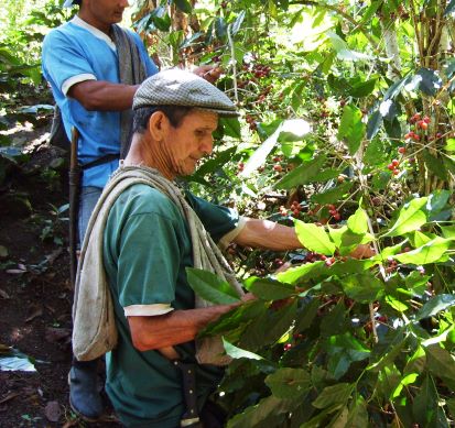 2014年新豆ペルー・アチャマル村・タカハシさんのコーヒー(松屋珈琲店焙煎)中深煎