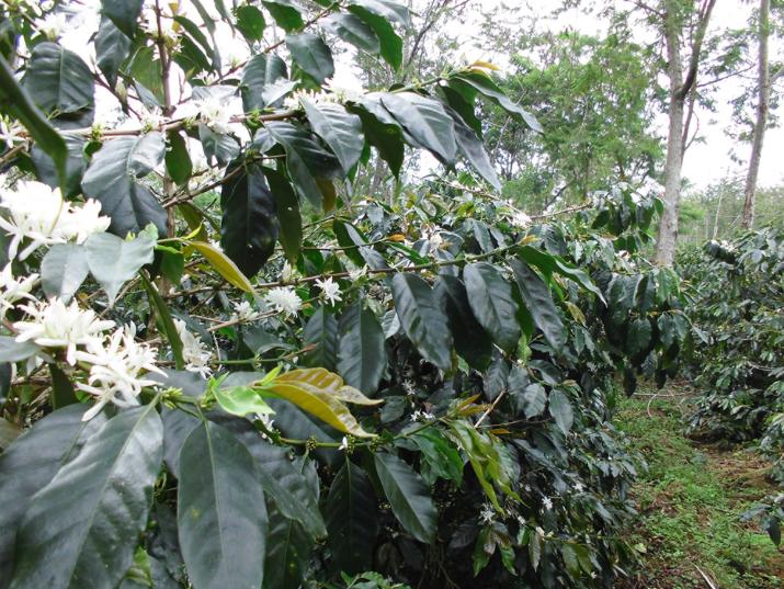 【アジアの純真】アジア生豆5種セット(限定10セット)販売開始!!