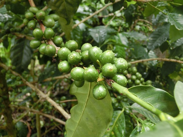 【DAY15】 THE農園ツアー