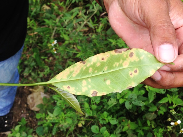 【DAY50】 サビ病被害の実態 チロン編