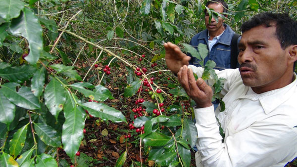 バックナンバー1 「美味しいコーヒーには理由(わけ)がある」