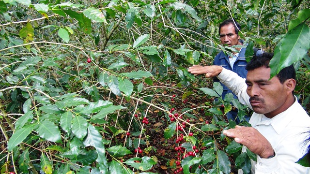 「美味しいコーヒーには理由(わけ)がある」