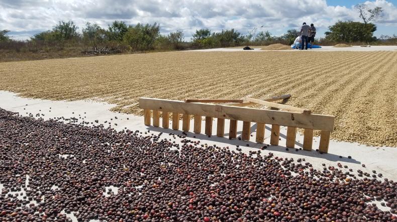 豆乃木のマイクロロット・スペシャルティコーヒー第一弾「Finca Don Rafa(フィンカ・ドン・ラファ)」
