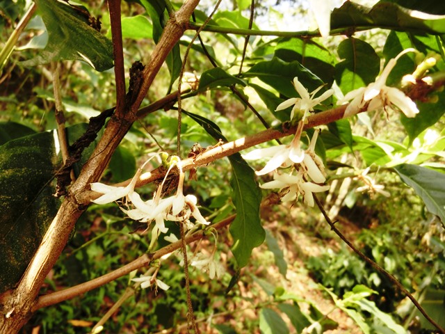 【DAY48】 チアパスの生産者を苦しめるサビ病